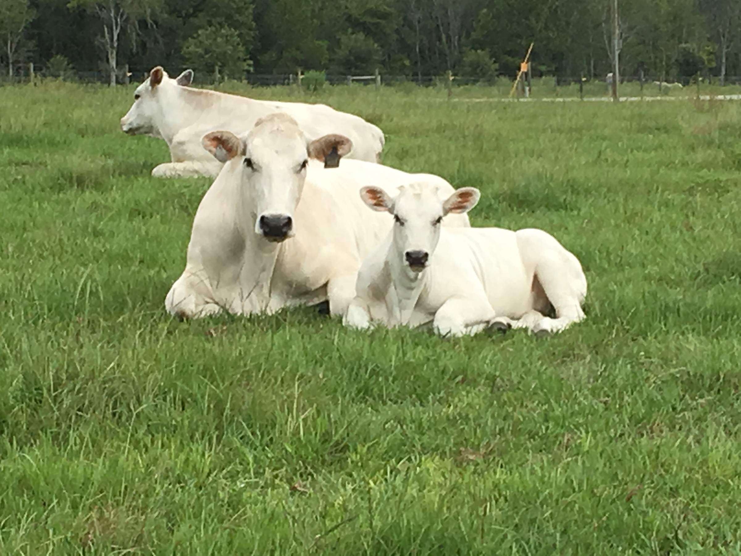 American Chianina Association