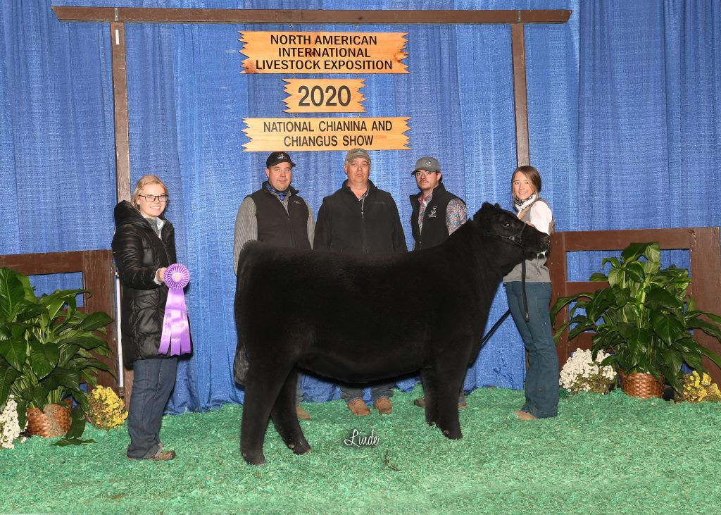 CA Early Jr Hfr Calf Champ