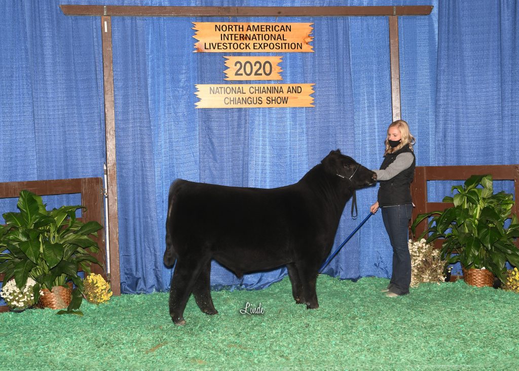 CA Late Jr Bull Calf Champ