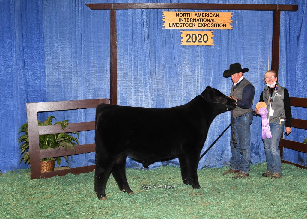 CA Late Jr Bull Calf Res