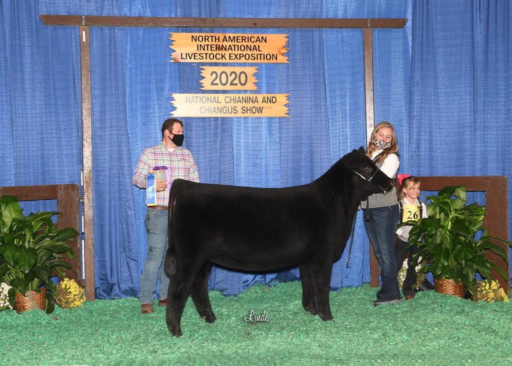 CA Late Jr Hfr Calf Champ