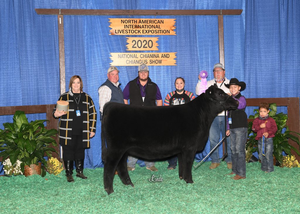 CA Sr Hfr Calf Champ