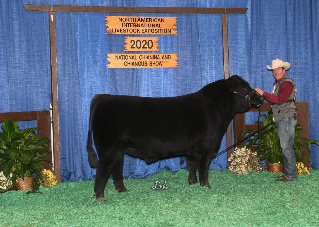 CA Sr Yrlg Bull Champ