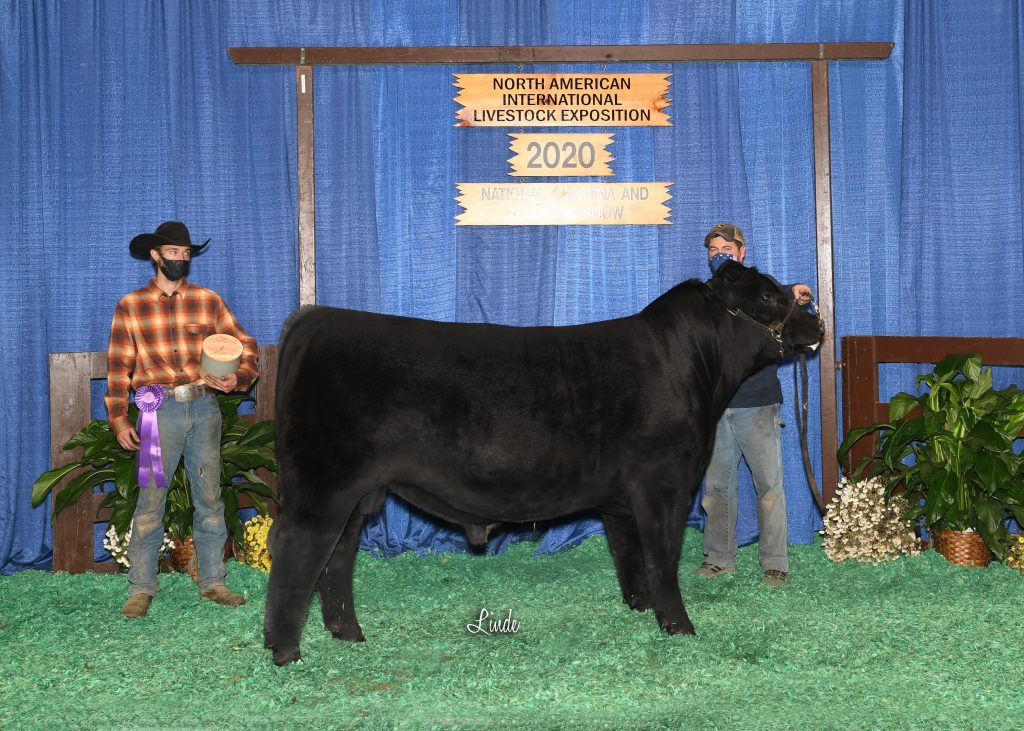 CHI Early Jr Bull Calf Res