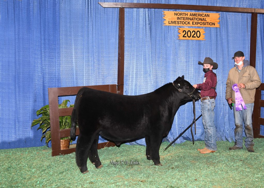 CHI Late Jr Bull Calf Champ