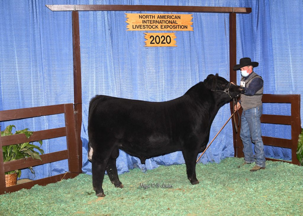 Chi Sr Bull Calf Champ