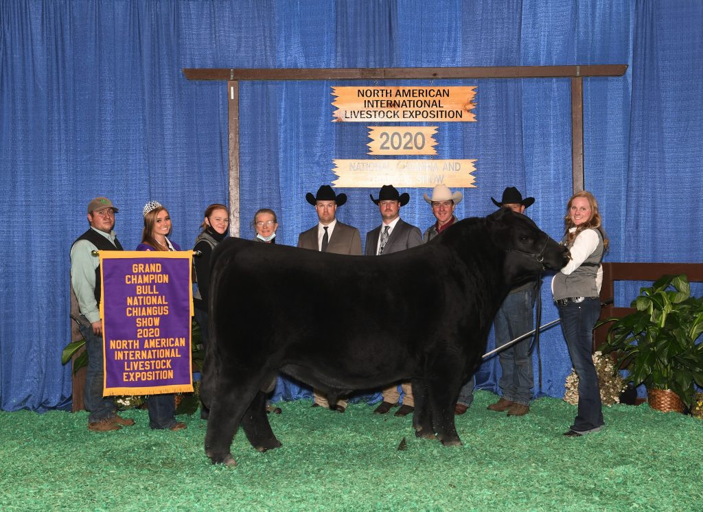 Grand CA Bull