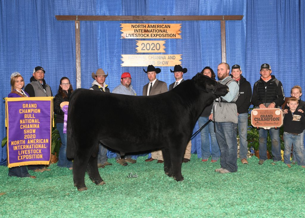 Grand Champ Chi Bull