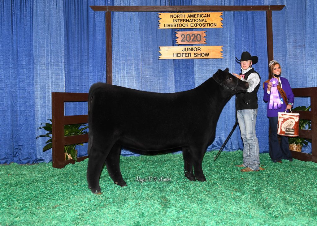 JR CHI Sr Hfr Calf Champ