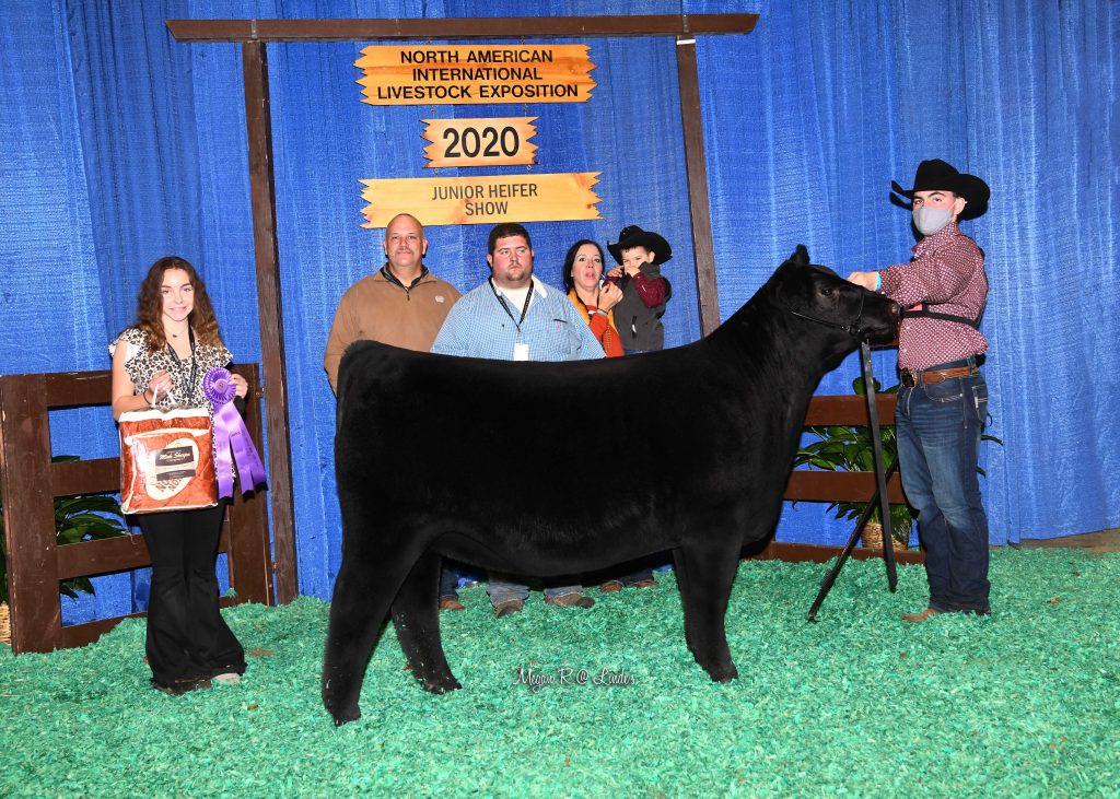 JR Chi Early Jr Hfr Calf Champ