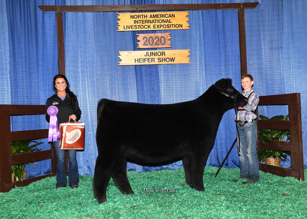 JR Show Chi Late Jr Hfr Calf Champ